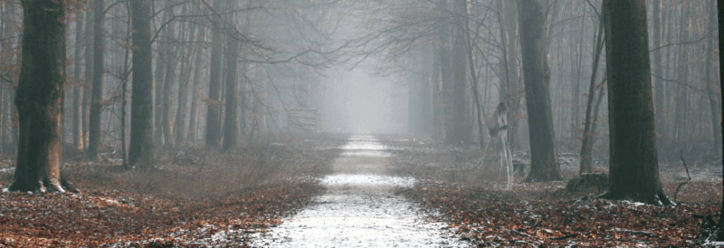 Misty forest pathway with tall trees and autumn leaves, atmospheric natural scenery.